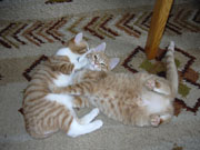 Joachim Sauter's Katzen